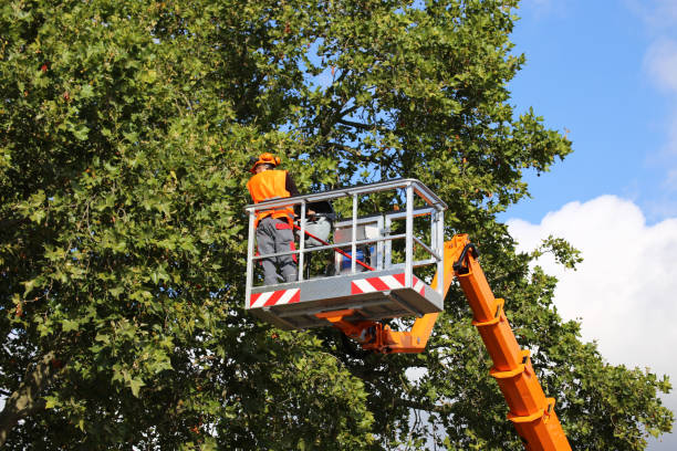 Best Tree Disease Treatment  in Mcminnville, TN