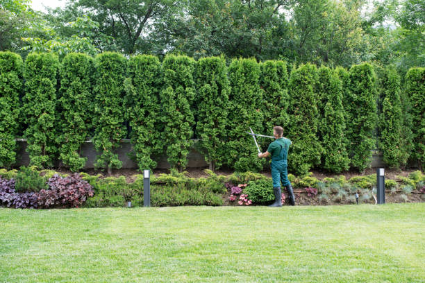 Best Lawn Irrigation Installation and Maintenance  in Mcminnville, TN