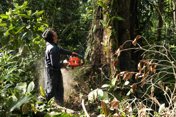 Best Hazardous Tree Removal  in Mcminnville, TN