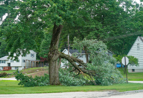  Mcminnville, TN Tree Services Pros