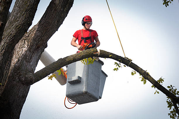 How Our Tree Care Process Works  in  Mcminnville, TN